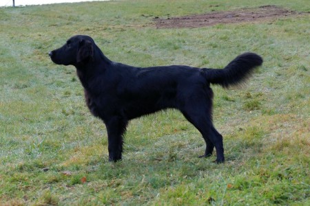 Barton - CHOVNÝ PES